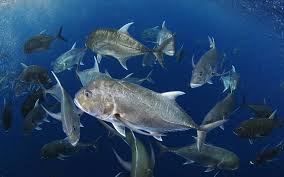 Image result for Caranx ignobilis