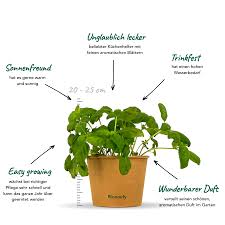 Image result for Basilikum