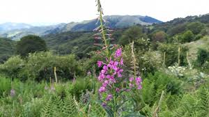 Attēlu rezultāti vaicājumam “Epilobium angustifolium leaf”