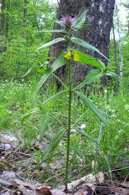 Attēlu rezultāti vaicājumam “Melampyrum nemorosum leaf”