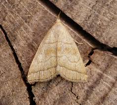 Attēlu rezultāti vaicājumam “Herminia tarsicrinalis”