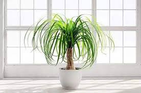 「水蘭」的圖片搜尋結果