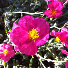 Attēlu rezultāti vaicājumam “Helianthemum nummularium fruit”