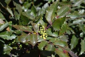 Attēlu rezultāti vaicājumam “Mahonia aquifolium leaf”