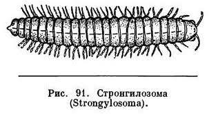 Attēlu rezultāti vaicājumam “Strongylosoma pallipes”