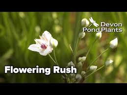 Attēlu rezultāti vaicājumam “Butomus umbellatus bud”