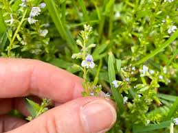 Attēlu rezultāti vaicājumam “Veronica serpyllifolia bud”