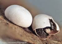 Attēlu rezultāti vaicājumam “Diderma testaceum”