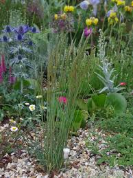 Attēlu rezultāti vaicājumam “Koeleria glauca flower”