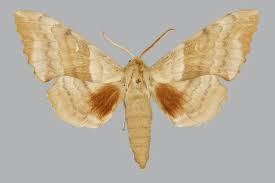 Attēlu rezultāti vaicājumam “Laothoe populi”