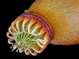 Attēlu rezultāti vaicājumam “sporophyte”