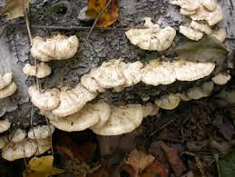 Attēlu rezultāti vaicājumam “Trametes”