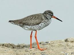 Attēlu rezultāti vaicājumam “Tringa totanus adult”