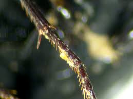 Attēlu rezultāti vaicājumam “Nebria brevicollis”