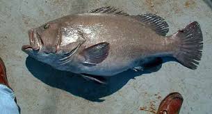 Image result for Hyporthodus niveatus
