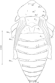 Attēlu rezultāti vaicājumam “Rhynchaenus lonicerae”