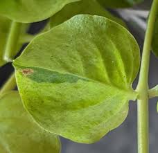 Attēlu rezultāti vaicājumam “Lysimachia nummularia leaf”