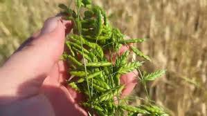 Attēlu rezultāti vaicājumam “Glyceria fluitans fruit”