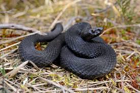 Attēlu rezultāti vaicājumam “Vipera berus”