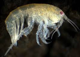 Attēlu rezultāti vaicājumam “Amphipoda”