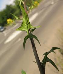 Attēlu rezultāti vaicājumam “Sisymbrium loeselii leaf”
