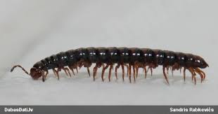 Attēlu rezultāti vaicājumam “Strongylosoma pallipes”