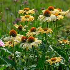 Attēlu rezultāti vaicājumam “Echinacea purpurea flower”