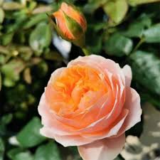 Image result for Juliet