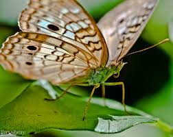 Attēlu rezultāti vaicājumam “Nymphalidae”