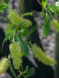 Attēlu rezultāti vaicājumam “Salix pentandra flower”