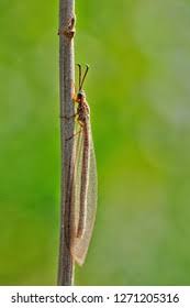 Attēlu rezultāti vaicājumam “Myrmeleontidae imago”