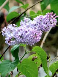 Attēlu rezultāti vaicājumam “Syringa vulgaris”