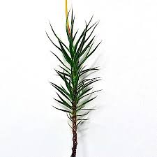 Attēlu rezultāti vaicājumam “Polytrichastrum pallidisetum”