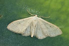 Attēlu rezultāti vaicājumam “Idaea straminata”