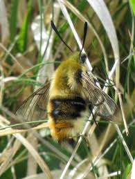Attēlu rezultāti vaicājumam “Hemaris tityus”
