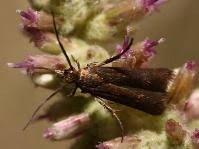 Attēlu rezultāti vaicājumam “Scythrididae”