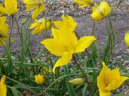 Attēlu rezultāti vaicājumam “Tulipa sylvestris fruit”