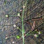 Attēlu rezultāti vaicājumam “Luzula pilosa fruit”