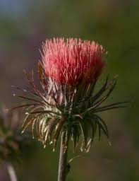 Attēlu rezultāti vaicājumam “Cirsium x rigens flower”