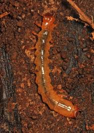 Attēlu rezultāti vaicājumam “Pyrochroidae larva”