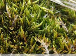 Attēlu rezultāti vaicājumam “Hypnum cupressiforme var. subjulacum”