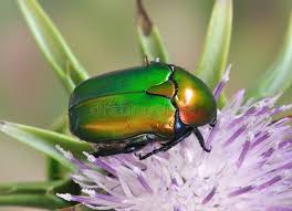 Attēlu rezultāti vaicājumam “Potosia cuprea”