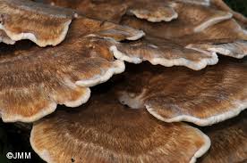 Attēlu rezultāti vaicājumam “Bondarzewia mesenterica”