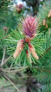 Attēlu rezultāti vaicājumam “Pseudotsuga menziesii fruit”