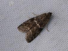 Attēlu rezultāti vaicājumam “Ortholepis betulae”