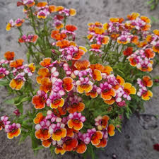 Image result for Elfenspiegel