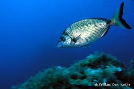 Image result for Diplodus