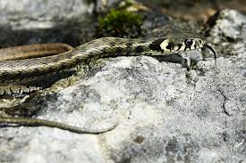 Attēlu rezultāti vaicājumam “Natrix natrix adult”