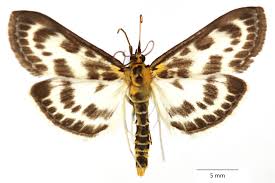 Attēlu rezultāti vaicājumam “Anania hortulata”