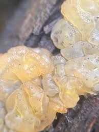 Attēlu rezultāti vaicājumam “Myxarium nucleatum”